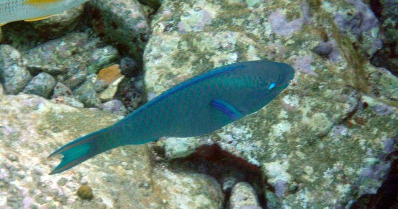 Unsplash/Karl Callwood